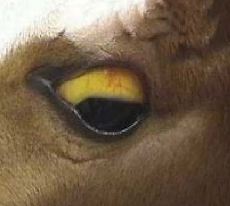 Liver disease in horses The JEN issue 5 Feedmark